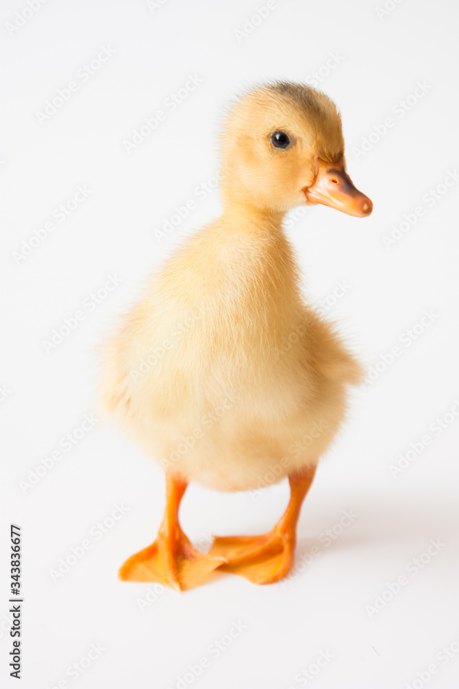 Duck Duck