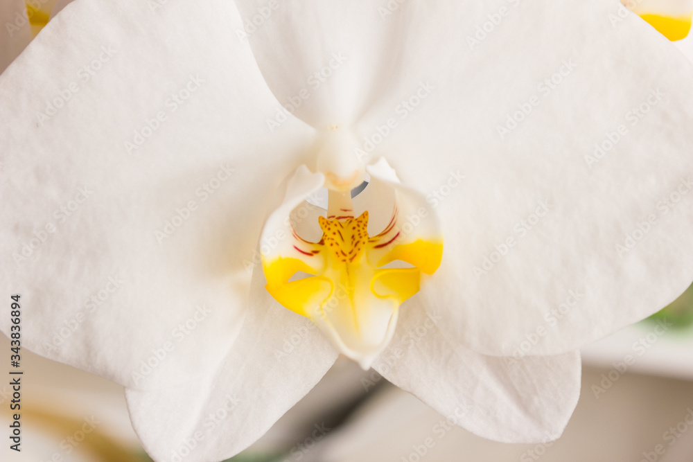 Obraz premium flowers orchids