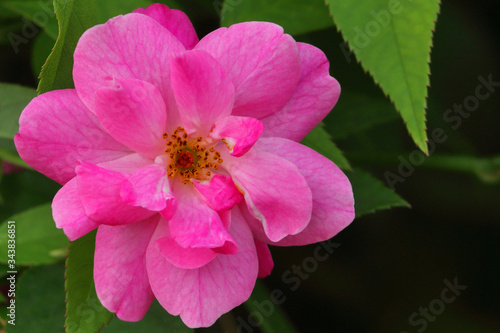 Pink flower