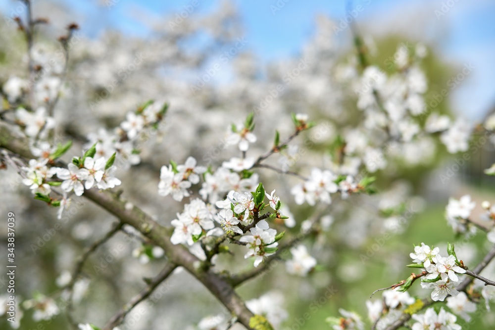 Close up view of blooming tree branch with white flowers waiving on wind Close up view of blooming tree branch with white flowers waiving on wind