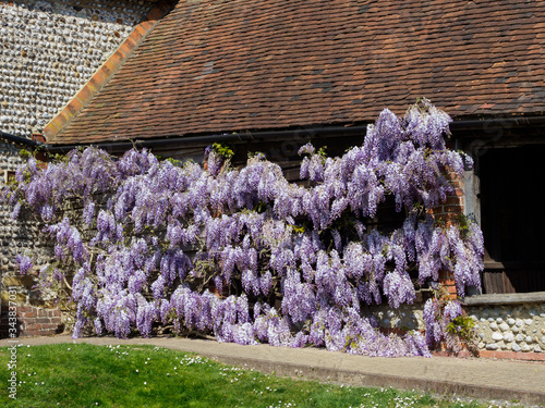 A wisteria climbing plant in full flower has climbed to cove a garden wall in a rural setting.Striking purple florets hang to the ground.Image