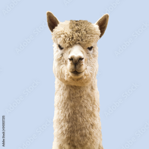 Funny angry-looking alpaca on blue background © Marta