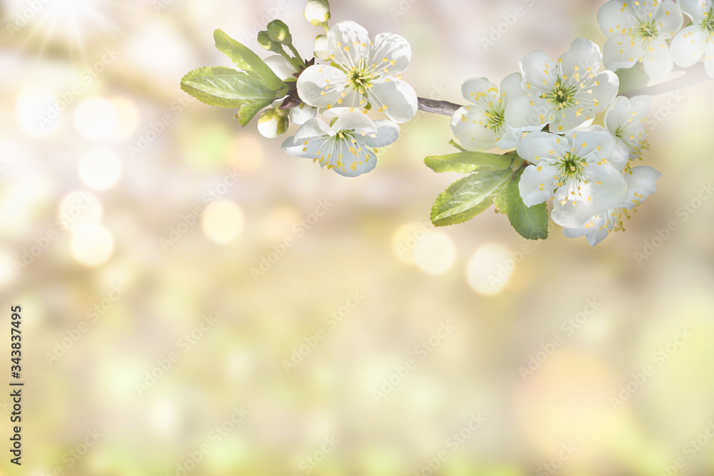 A beautiful cherry blossom branch on a soft blurred background. Floral spring background. A beautiful cherry blossom branch on a soft blurred background. Floral spring background.