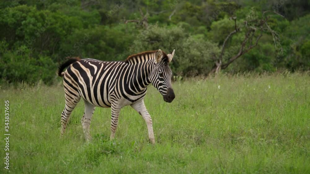 Lone Burchell's Zebra slowly walking across the meadow