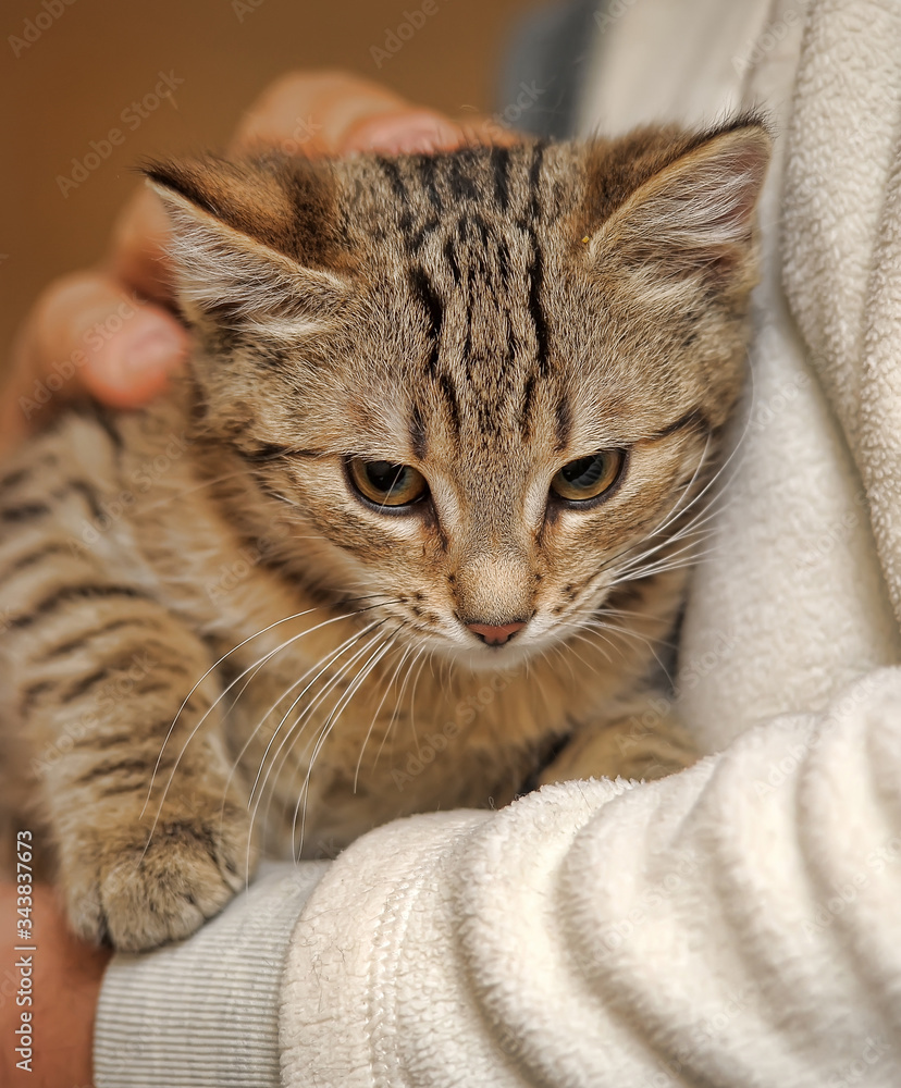 striped kitten in hands
