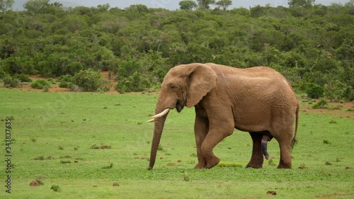 African elephant bull feeding on grass and penis displayed