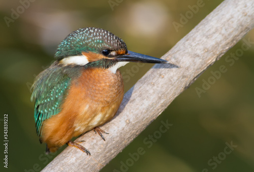 Common Kingfisher, Alcedo atthis. The young bird sitting on a branch. Close-up