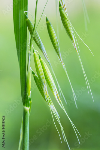 Fototapeta Naklejka Na Ścianę i Meble -  wild oat closeup