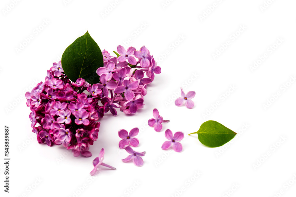 Fototapeta premium Beautiful blossoming lilac on white background. Space for text