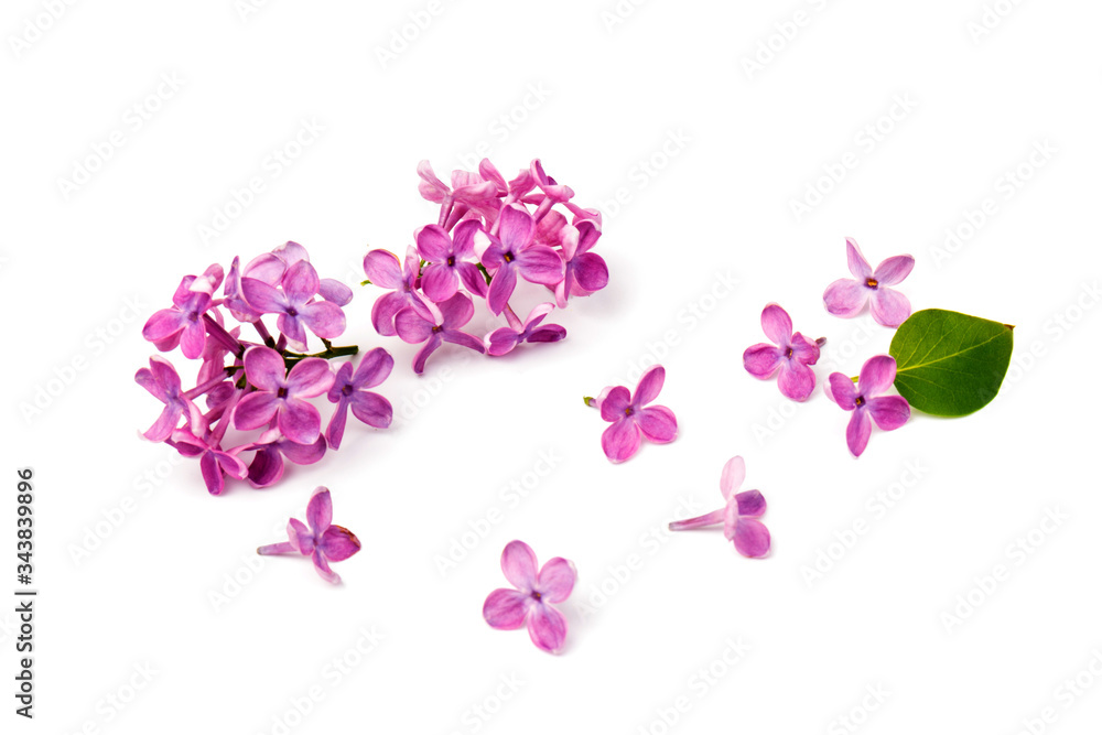 Beautiful blossoming lilac on white background. Space for text