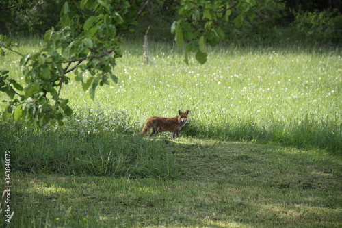 Female cautious fox in the meadow