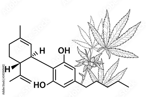 Outline CBD (Cannabidiol) chemical molecule formula with Cannabis or Marijuana bunch, leaf and seed in black isolated on white background.