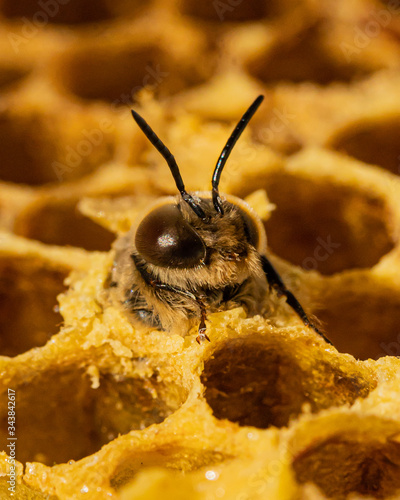 Drohne schlüpft aus Brutzelle einer Wabe aus Wachs in einer Bienenbeute von Honigbienen bei einem Imker