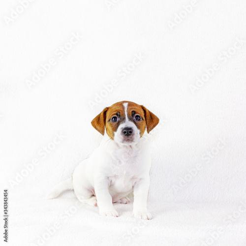 puppy male jack russell terrier sits and listens to the team. White background. Preparation for the exhibition. Horizontal format © Nataliia Makarovska