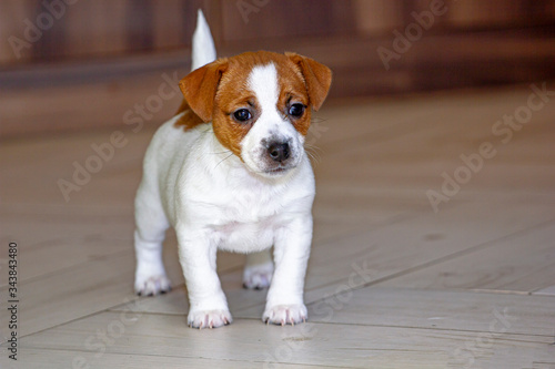 puppy female Jack Russell Terrier is standing in the doorway on the floor. Horizontal format