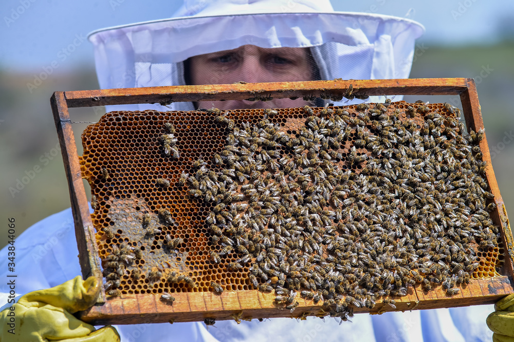 Young man holding a honeycomb with bees. Beekeeper inspecting and examining honeycomb frame at apiary at the summer day. Man working in apiary. Apiculture. Beekeeping concept. Young man holding a honeycomb with bees. Beekeeper inspecting and examining honeycomb frame at apiary at the summer day. Man working in apiary. Apiculture. Beekeeping concept.