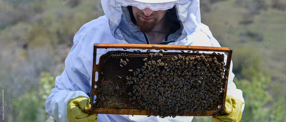 Young man holding a honeycomb with bees. Beekeeper inspecting and examining honeycomb frame at apiary at the summer day. Man working in apiary. Apiculture. Beekeeping concept. Young man holding a honeycomb with bees. Beekeeper inspecting and examining honeycomb frame at apiary at the summer day. Man working in apiary. Apiculture. Beekeeping concept.