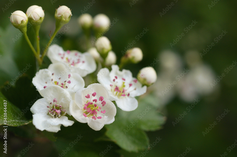 Fototapeta premium zweigriffliger weissdorn crataegus laevigata