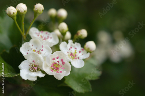 zweigriffliger weissdorn crataegus laevigata