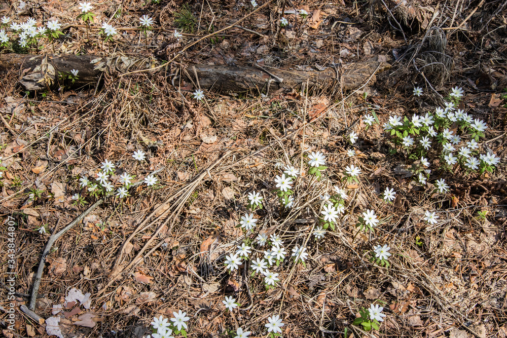 white flowers in the forest in early spring white flowers in the forest in early spring