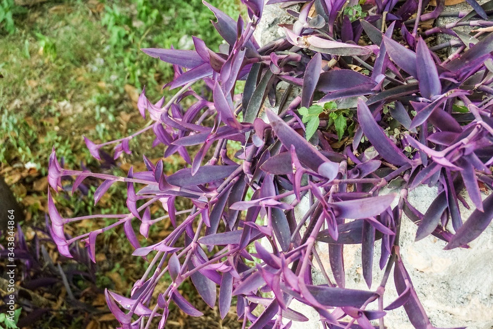 Tradescantia purple or netcresia decorates the houses and gardens of the old fortress in the city of Dubrovnik Tradescantia purple or netcresia decorates the houses and gardens of the old fortress in the city of Dubrovnik