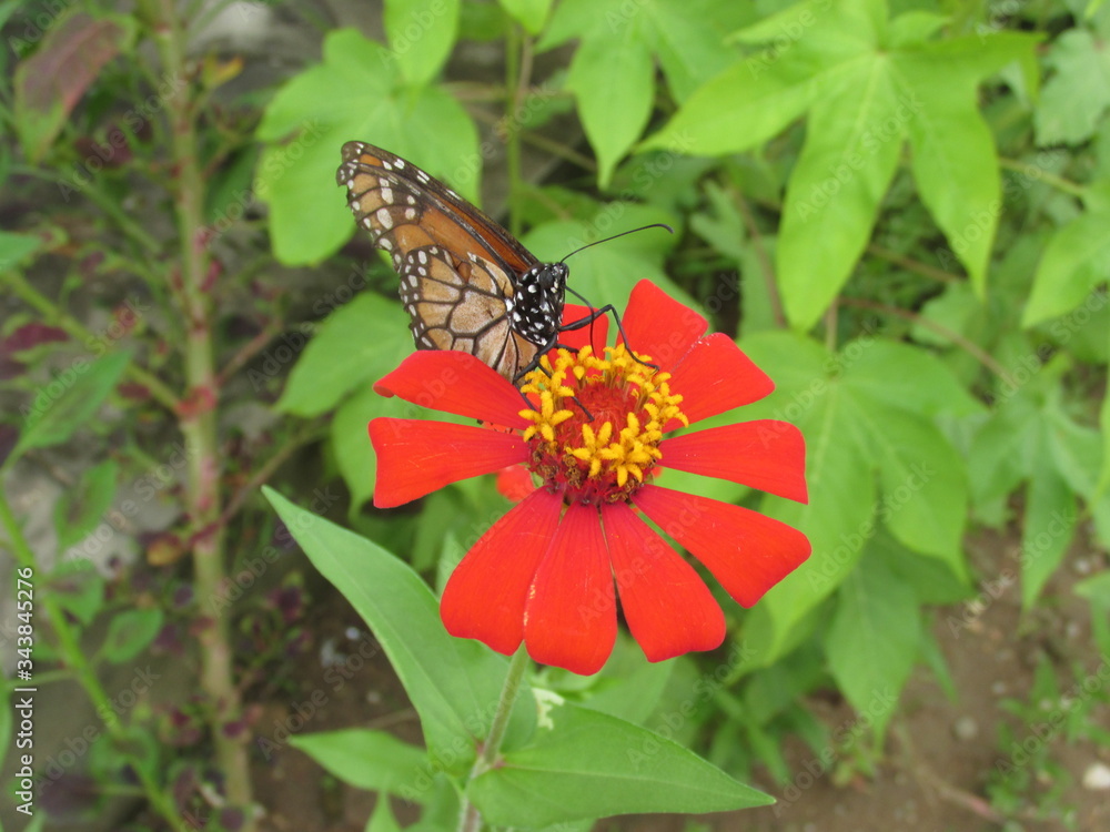 Obraz premium Borboleta e Flor