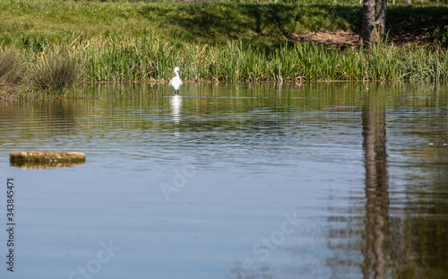 A white Egret fishing in a pond
