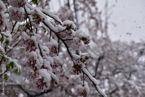 桜と雪 © yujismilebituke