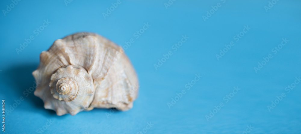 A single seashell on a blue background with place for text A single seashell on a blue background with place for text