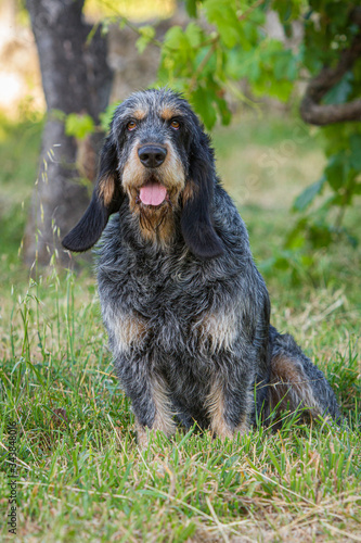Griffon Bleu de Gascogne (Canis lupus familiaris), Galicia, Spain.