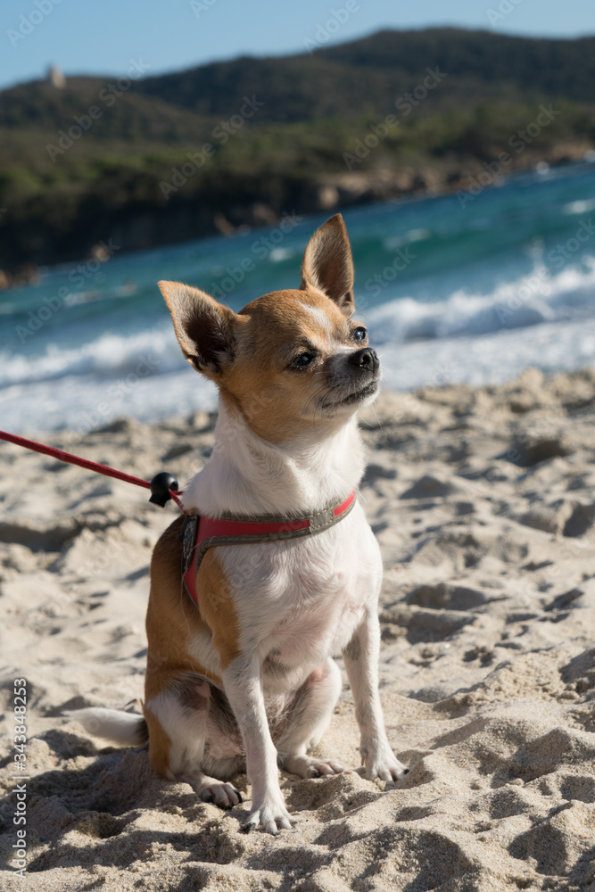 Chihuahua in spiaggia al mare Chihuahua in spiaggia al mare