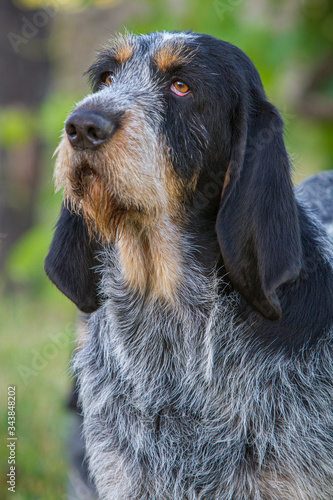 Griffon Bleu de Gascogne (Canis lupus familiaris), Galicia, Spain.