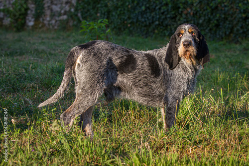 Griffon Bleu de Gascogne (Canis lupus familiaris), Galicia, Spain.