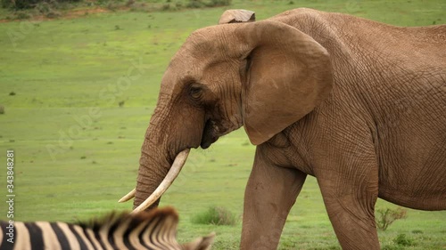 Tracking profile of elephant with large tusks walking past herd of zebras