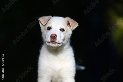 dog puppy © fotoXS