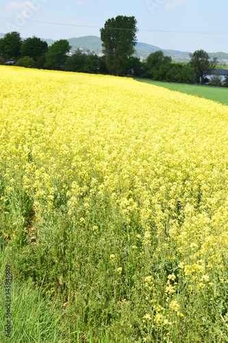 gelbe Rapsblütenfelder in der Eifel photo