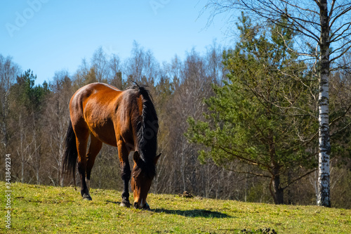 Brown horse eating grass on the farm land on a sunny day. Ranch horse grassing in countryside