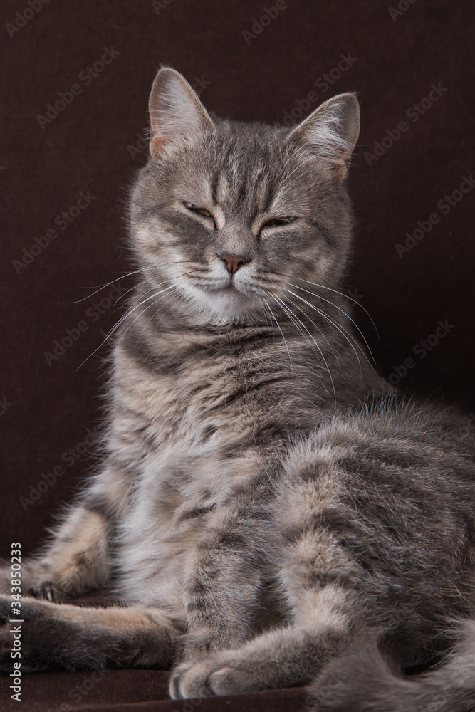 A gray striped cat sits in a funny pose, on a brown sofa. A gray striped cat sits in a funny pose, on a brown sofa.