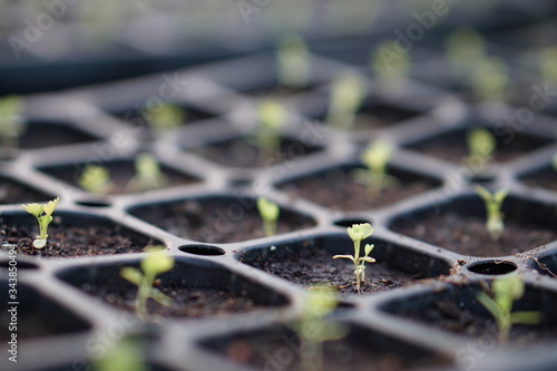 Freshly grown broccoli sprouts with soil.