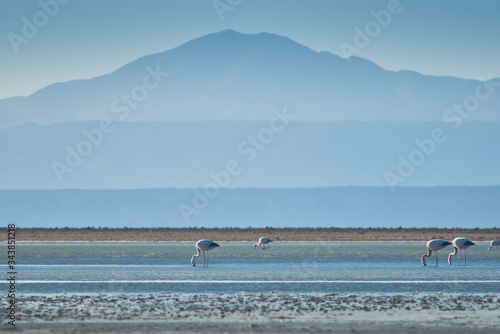 Flamingos feeding and flying at Chaxa Lagoon   Flamingos. National Rserve Conaf an Pedro de Atacama  Antofagasta - Chile. Desert. Andes Range.