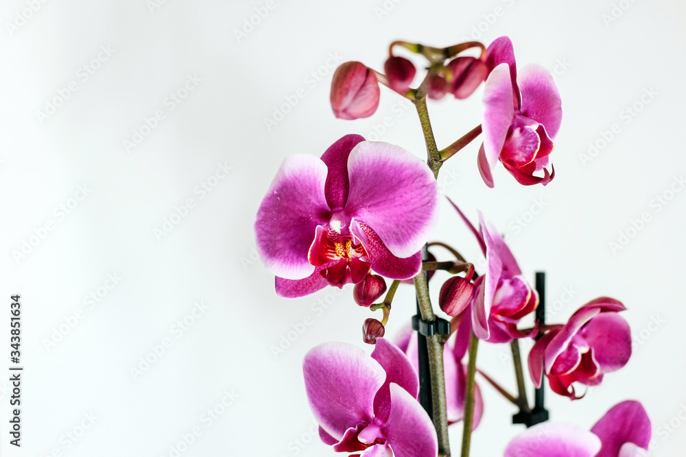 Pink orchid on a white background. Pink orchid on a white background.