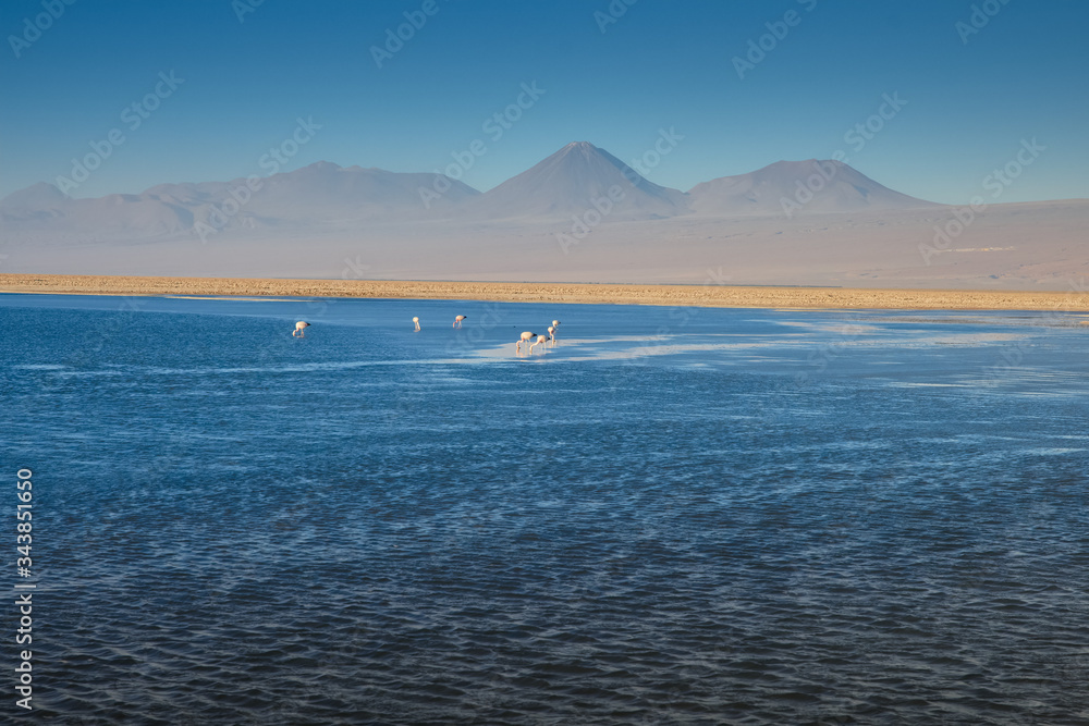 Fototapeta premium Flamingos feeding and flying at Chaxa Lagoon & Flamingos. National Rserve Conaf an Pedro de Atacama, Antofagasta - Chile. Desert. Andes Range.