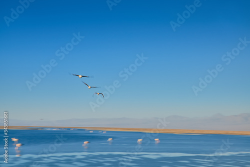 Flamingos feeding and flying at Chaxa Lagoon & Flamingos. National Rserve Conaf an Pedro de Atacama, Antofagasta - Chile. Desert. Andes Range.