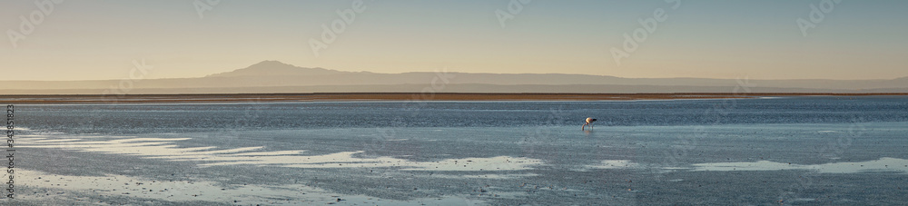 Panoramic of Flamingos feeding and flying at Chaxa Lagoon & Flamingos. National Rserve Conaf an Pedro de Atacama, Antofagasta - Chile. Desert. Andes Range.