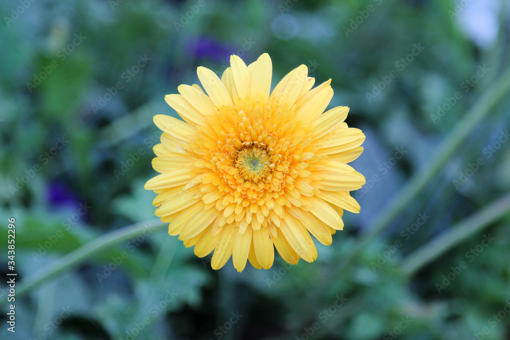 Fresh yellow gerbera flower and blur background. Fresh yellow gerbera flower and blur background.