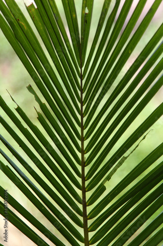Coconut leaf on green background.