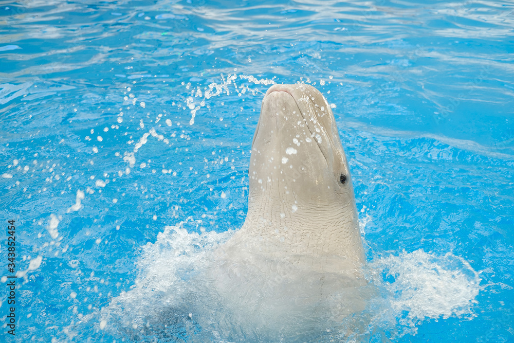 Obraz premium Beluga, white Whale in blue Water. Dolphin Assisted Therapy
