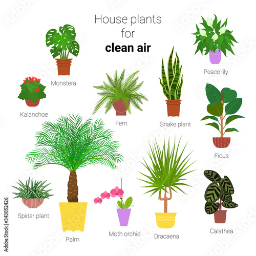 Colorful set of various potted houseplants for clean air. Succulents, evergreen plants in planters. Flat style stock vector illustration