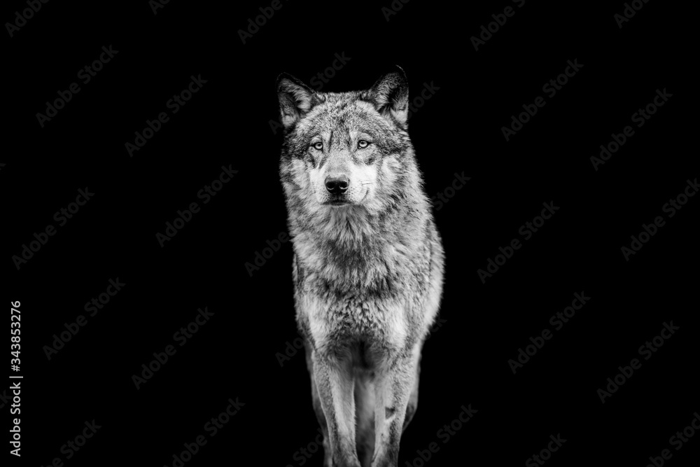 Grey wolf with a black Background in B&W