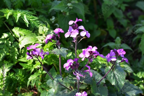 Purple Dame's Rocket flowers, Hesperis Matronalis, in the garden. photo